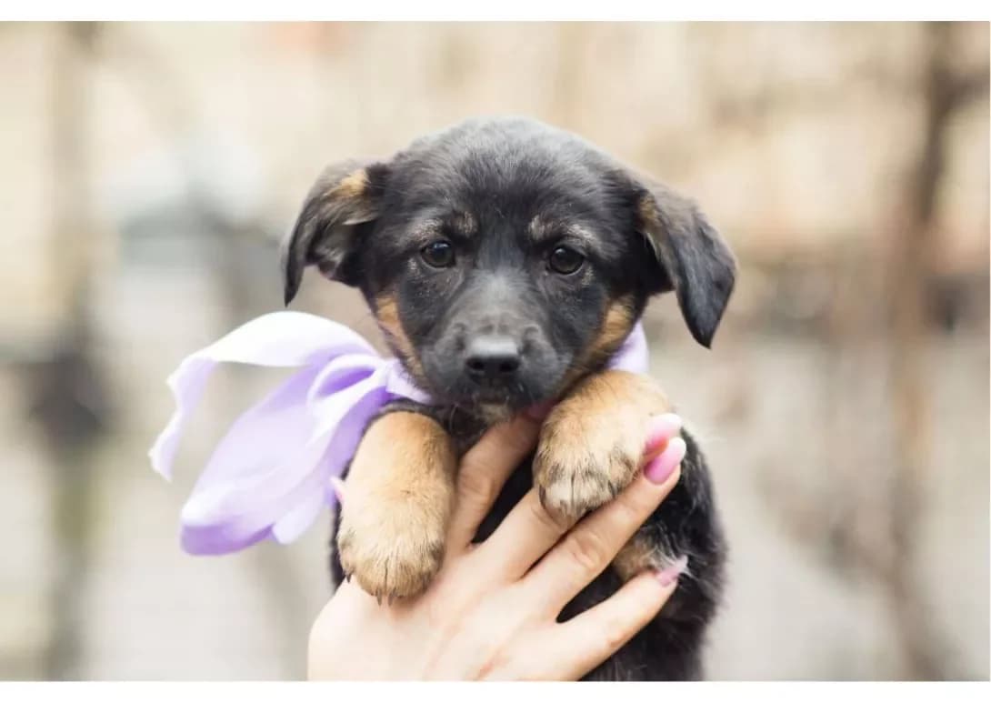 Tsutsenyata (Цуценята), male 3yo Mixed Breed for adoption at Happy Paw Kyiv