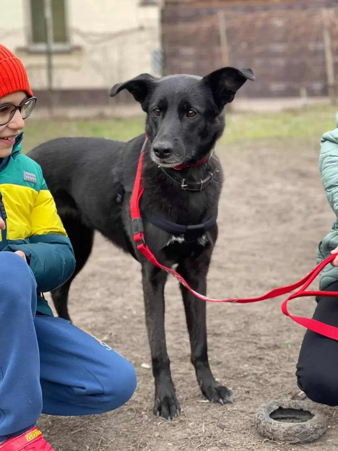 Ronya (Роня), female 5yo Mixed Breed for adoption at Happy Paw Kyiv