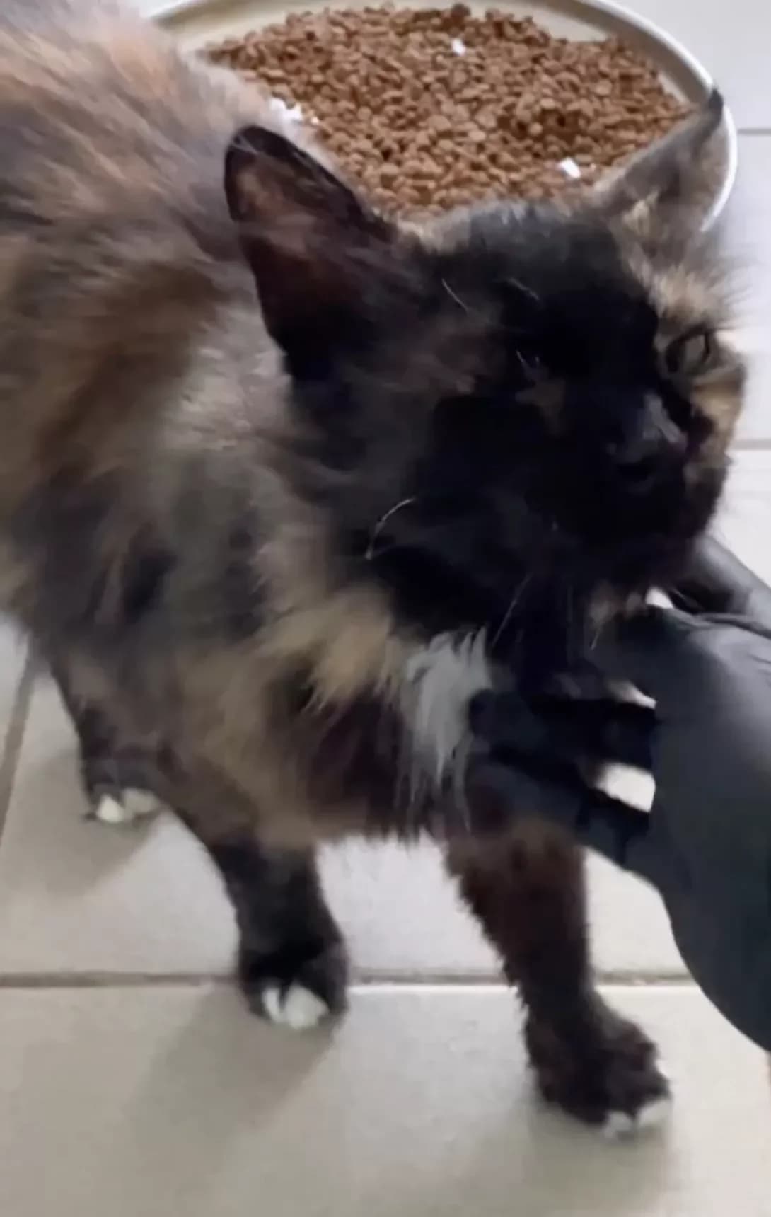 Lapusya (Лапуся), Mixed Breed (Happy Paw Kyiv Oblast)