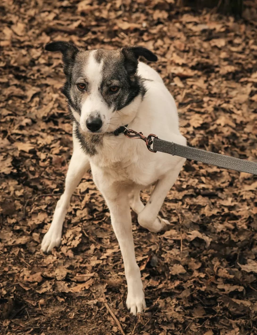 Sindi (Сінді), female 6yo Mixed Breed for adoption at Happy Paw Kyiv