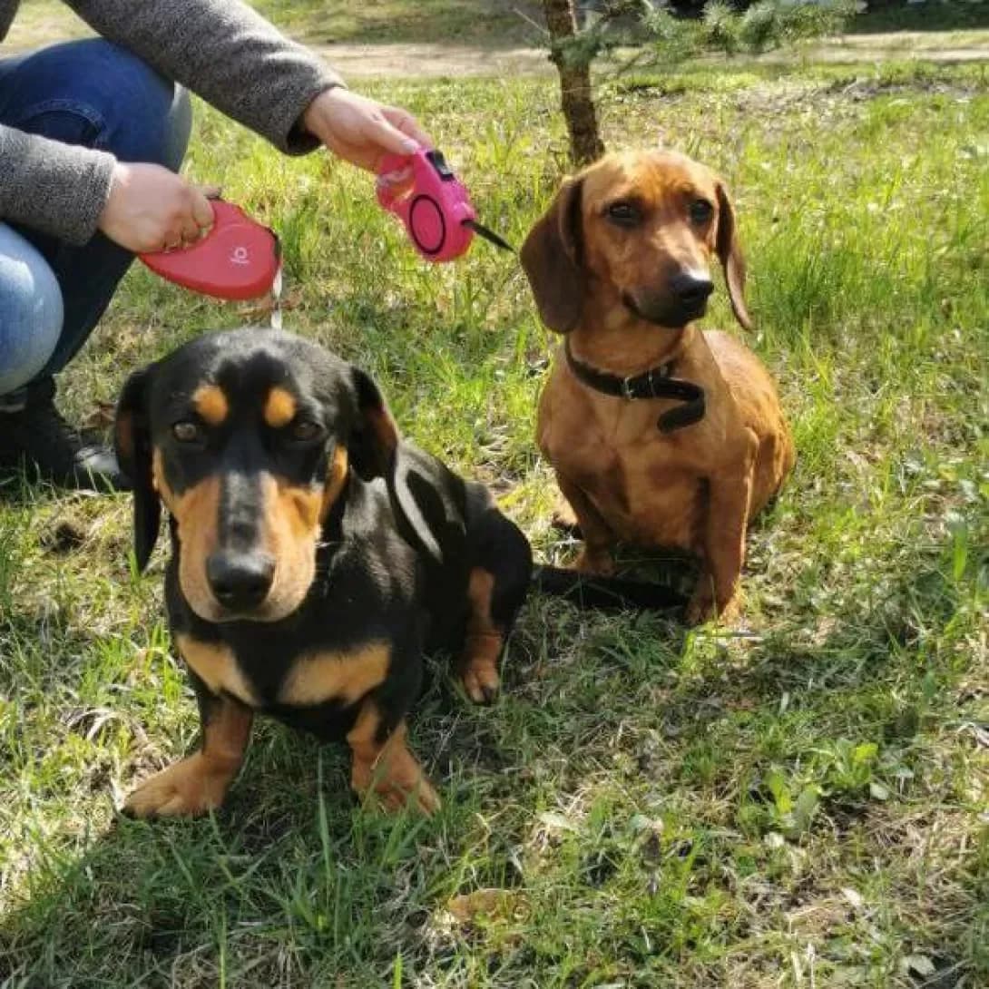 Yeva ta  Nays (Єва та  Найс), male 6yo Dachshund for adoption at Happy Paw Kyiv
