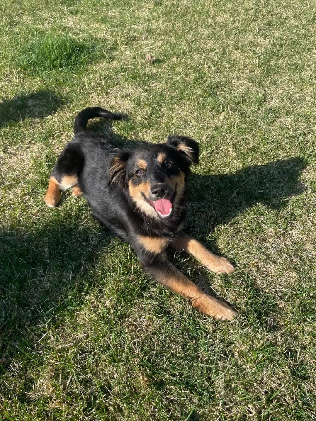 Divchinka (Дівчинка), female young Mixed Breed for adoption at Happy Paw Kyiv