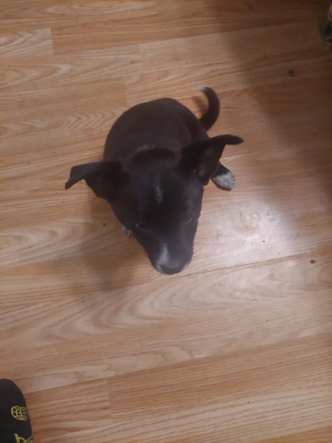 Nemaye (Немає), female young Mixed Breed for adoption at Happy Paw Kyiv