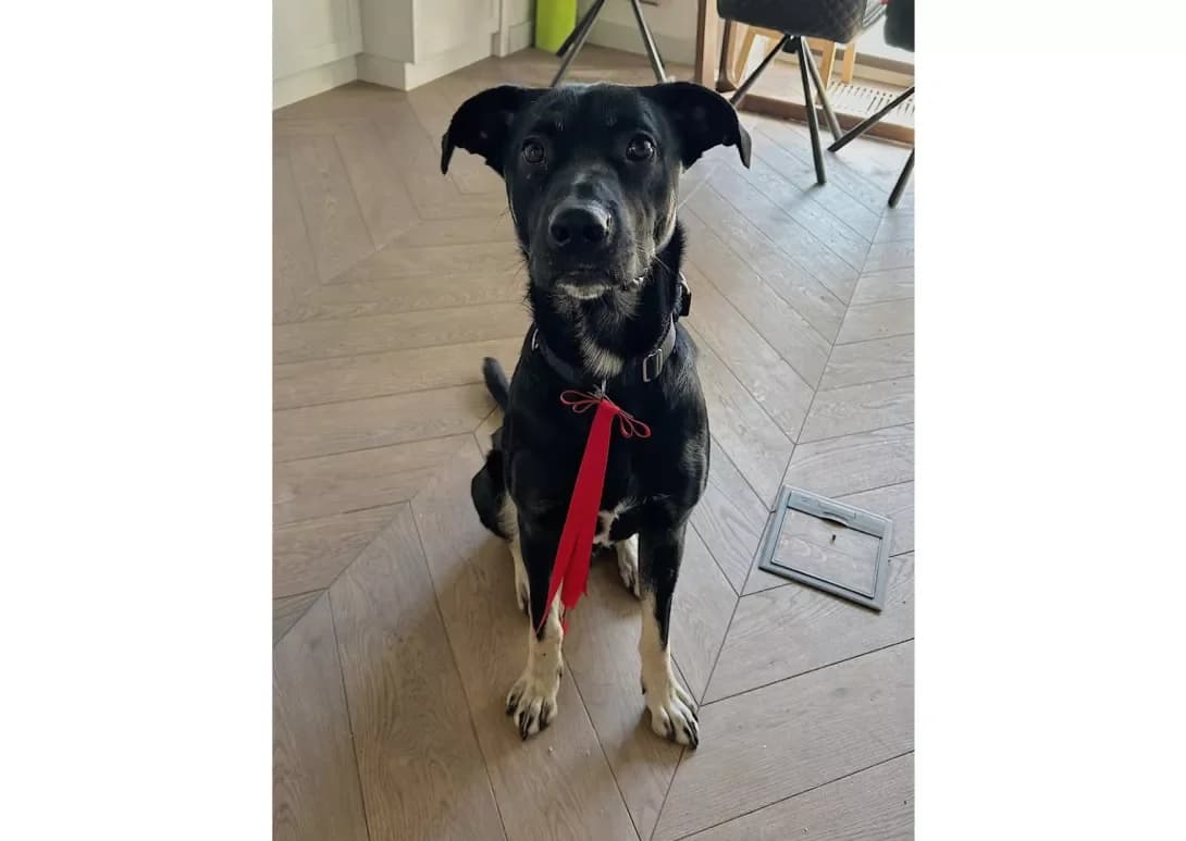 Oliver (Олівер), male 3yo Mixed Breed for adoption at Happy Paw Kyiv