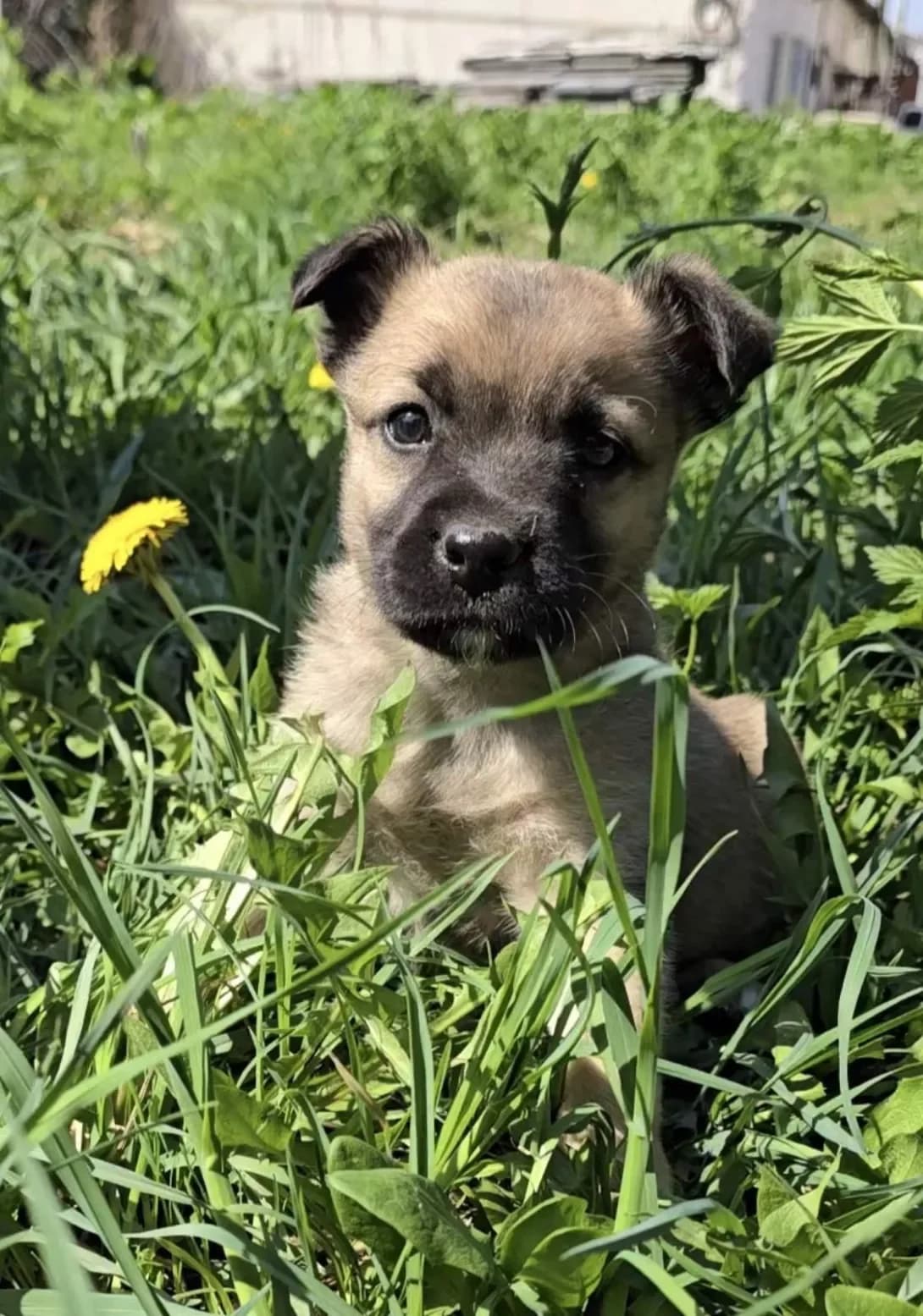 Divchinka (Дівчинка), female young Mixed Breed for adoption at Happy Paw Kyiv