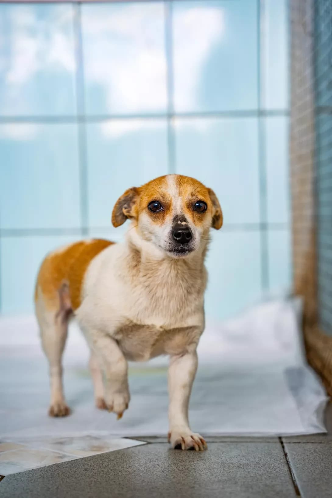 Bez imʼya (Без імʼя), female 5yo Mixed Breed for adoption at Happy Paw Kyiv