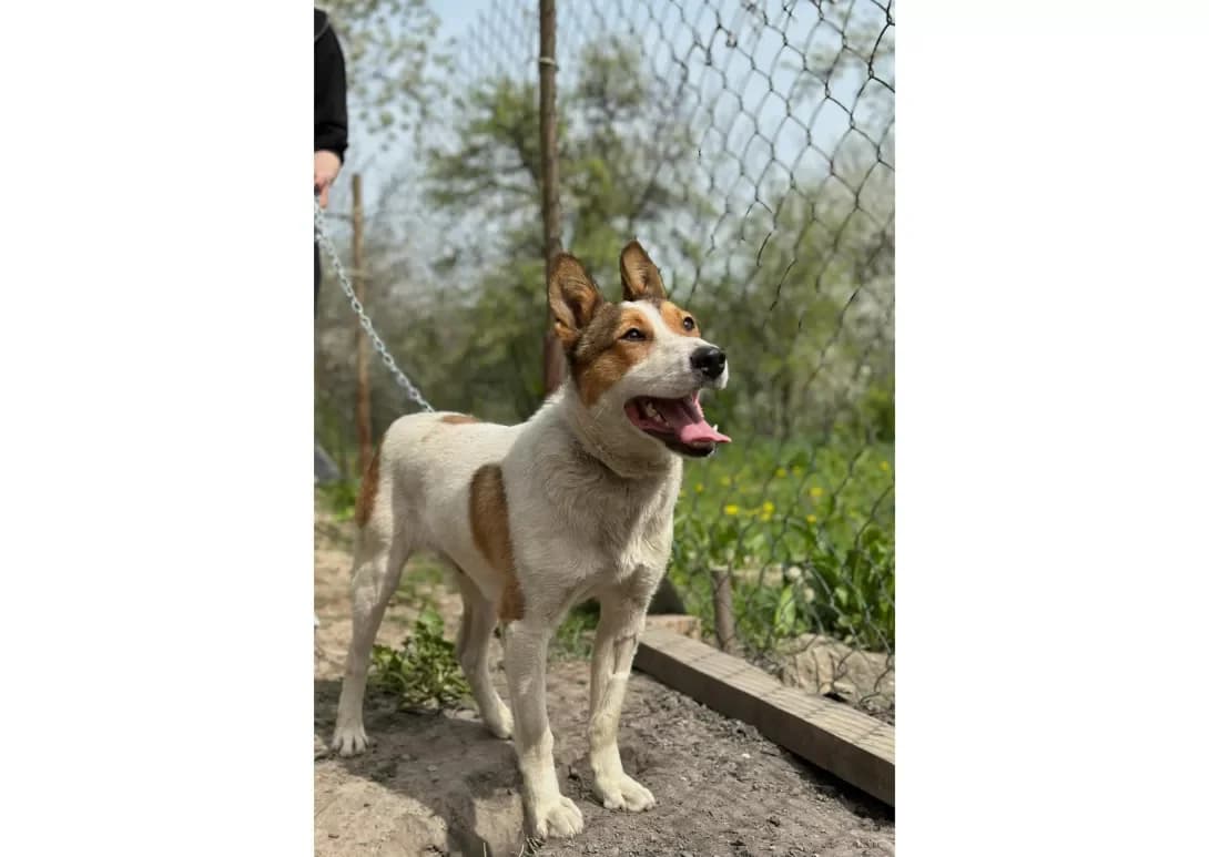 Baks (Бакс), male 3yo Mixed Breed for adoption at Happy Paw Kyiv