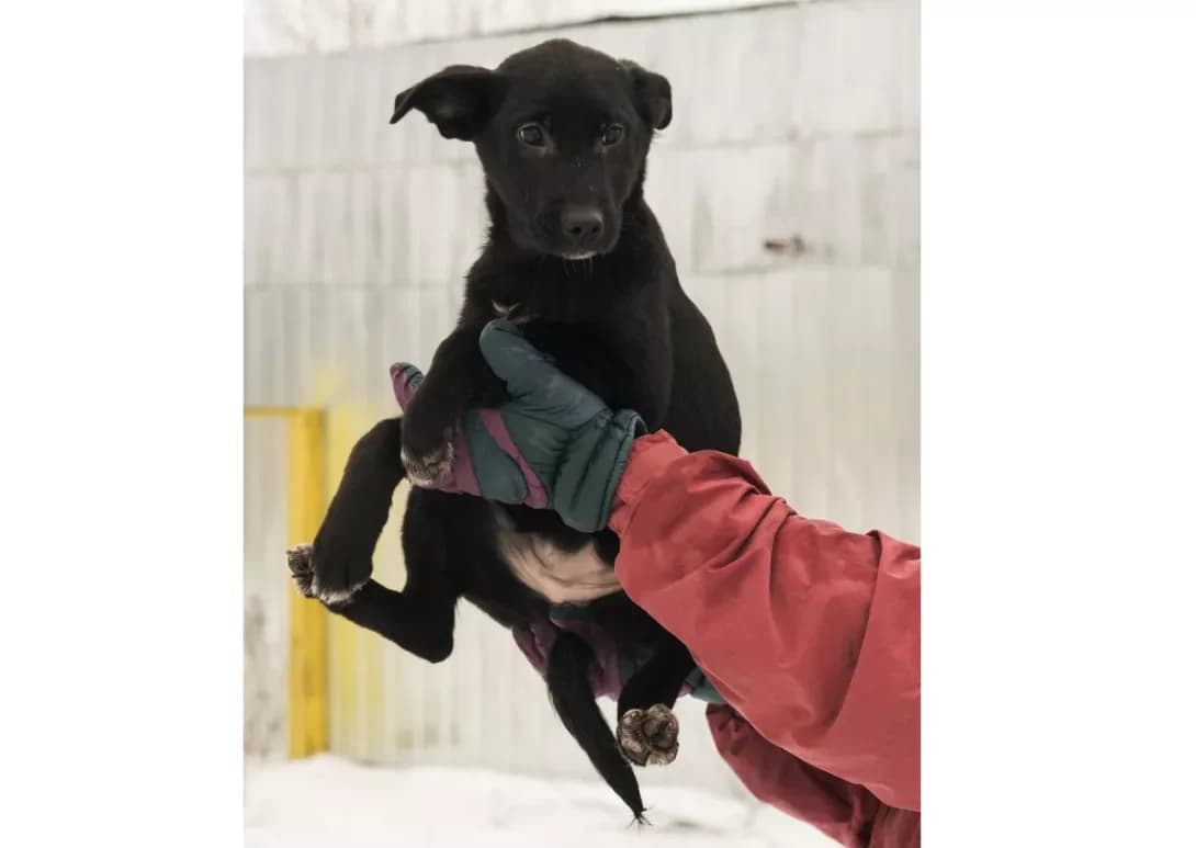 Meri (Мері), female young Mixed Breed for adoption at Happy Paw Kyiv