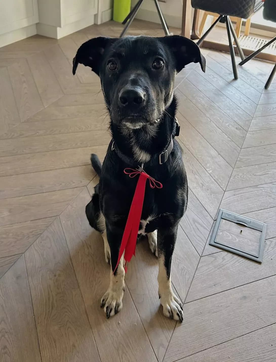 Oliver, male 3yo Mixed Breed for adoption at Happy Paw Kyiv