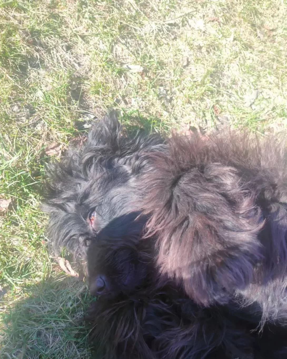 Bendzhamin (Бенджамін), Mixed Breed (Happy Paw Kyiv Oblast)