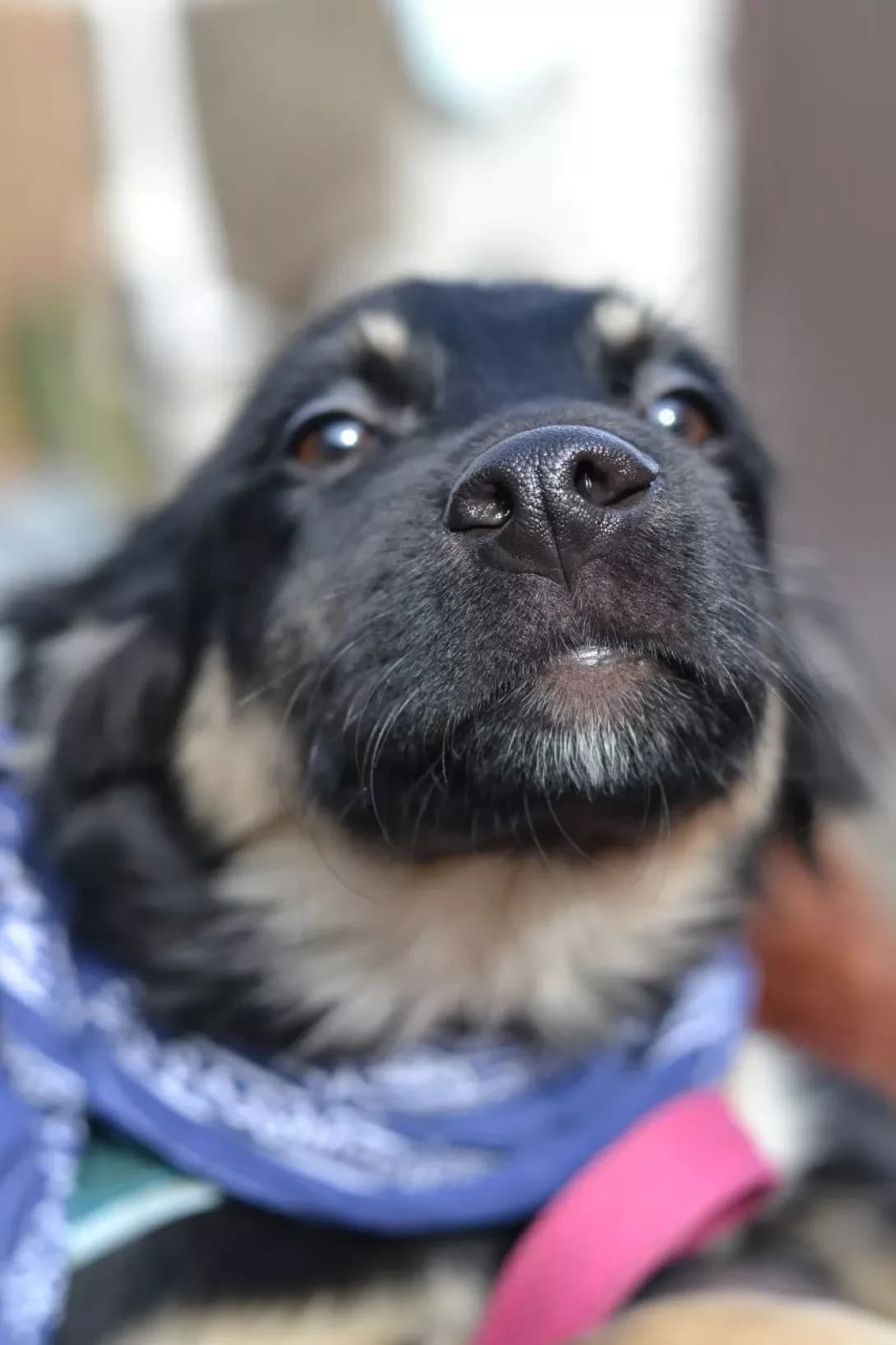 Pes (Пес), male young Mixed Breed for adoption at Happy Paw Kyiv