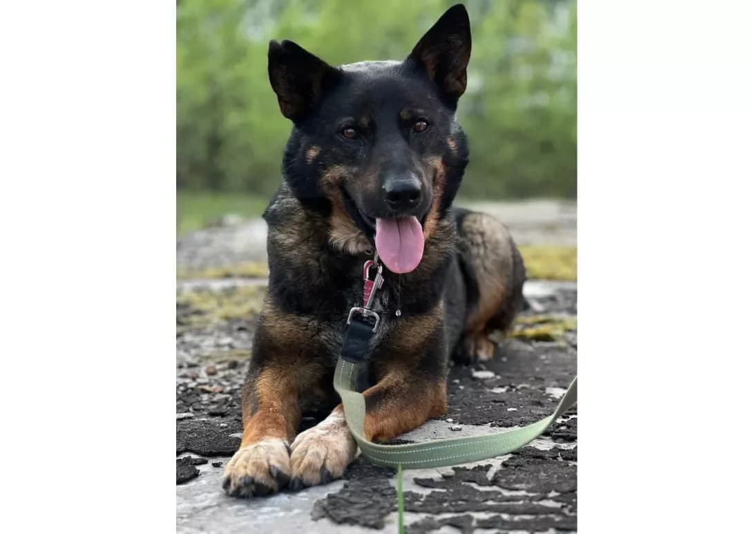 Mukha (Муха), female 5yo Mixed Breed for adoption at Happy Paw Kyiv