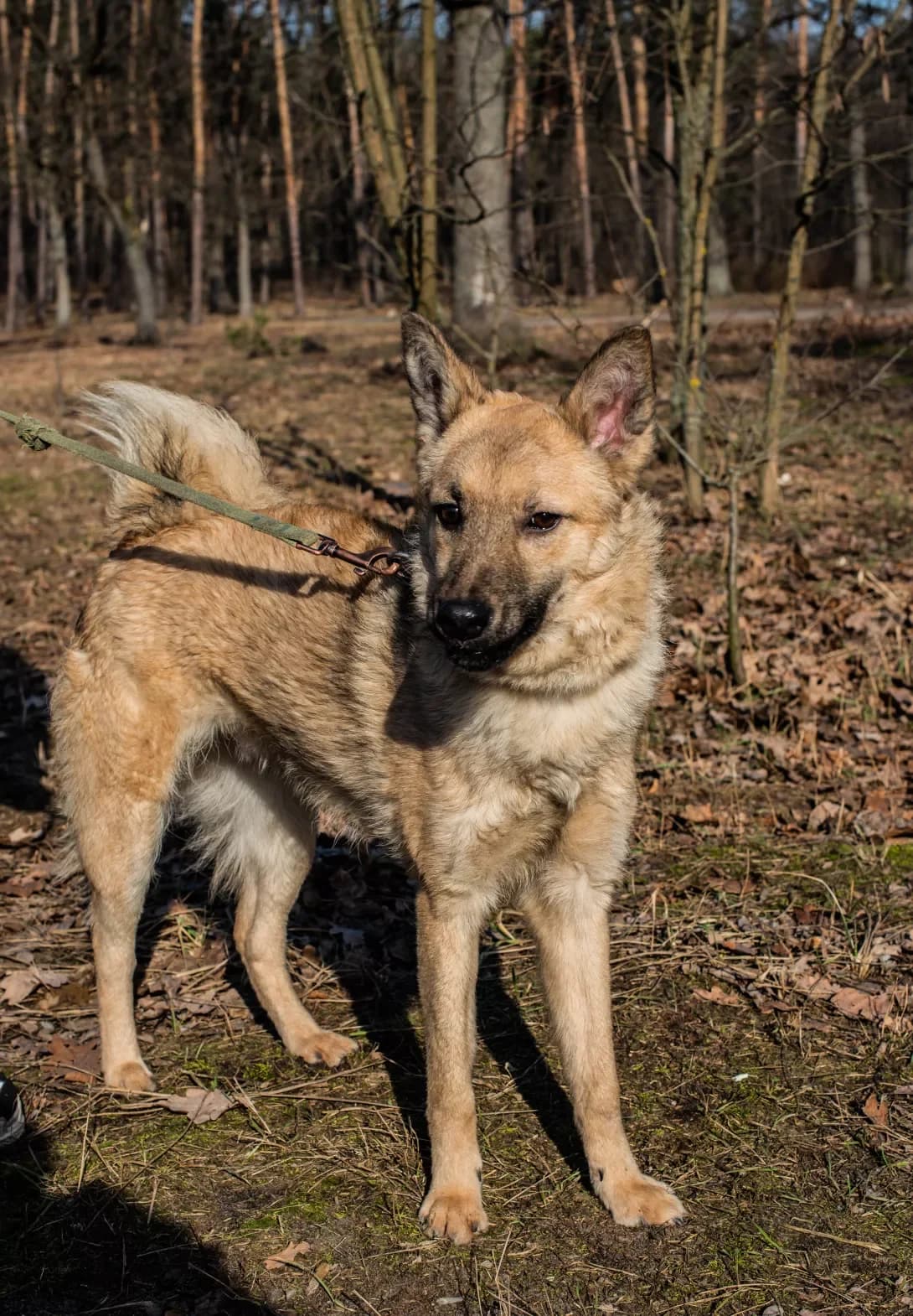 Biba (Біба), male 3yo Mixed Breed for adoption at Happy Paw Kyiv