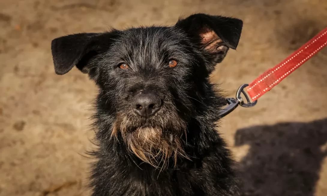Lakki (Лаккі), female 4yo Mixed Breed for adoption at Happy Paw Kyiv