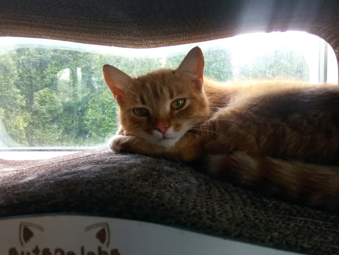 Pirizhechok (Пиріжечок), male young Mixed Breed for adoption at Happy Paw Ivano-Frankivsk Oblast