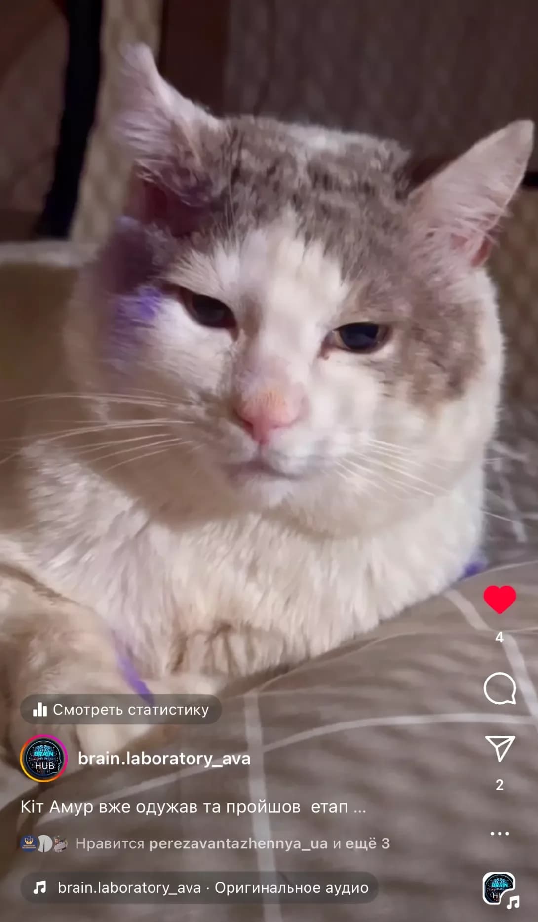 Amur (Амур), male senior Mixed Breed for adoption at Happy Paw Odesa