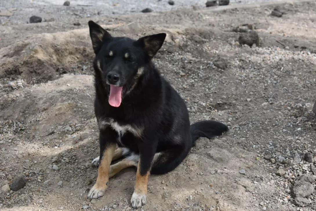 Azaliya (Азалія), Mixed Breed (Happy Paw Dnipro)