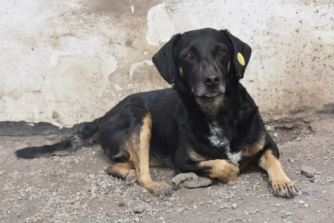 Miya (Мія), Mixed Breed (Happy Paw Dnipro)