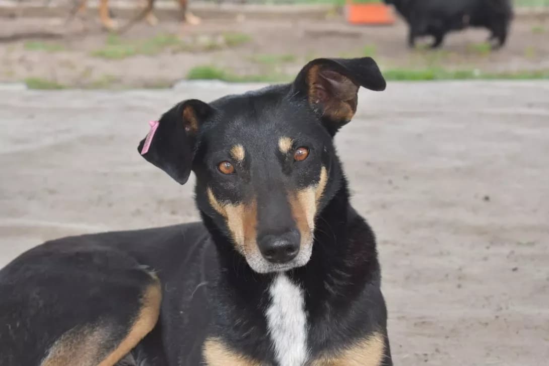 Pilot (Пілот), Mixed Breed (Happy Paw Dnipro)