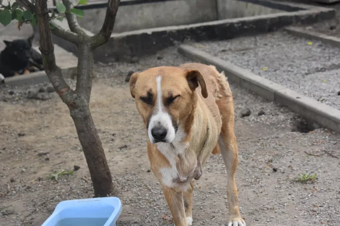 Gerald (Геральд), Mixed Breed (Happy Paw Dnipro)