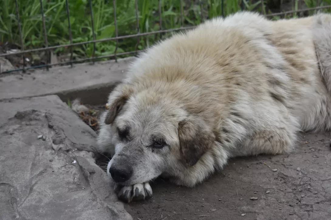 Chaki (Чаки), male senior Mixed Breed for adoption at Happy Paw Dnipro