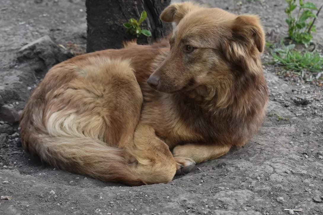 Rubi (Рубі), Mixed Breed (Happy Paw Dnipro)
