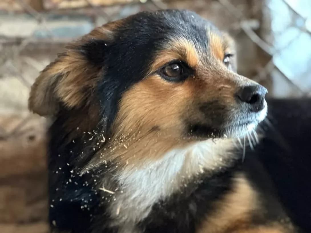 Malyuk (Малюк), Mixed Breed (Happy Paw Kyiv Oblast)
