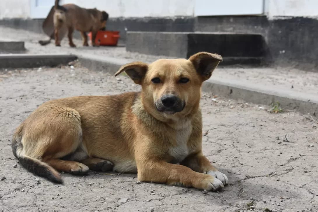 Oskar (Оскар), Mixed Breed (Happy Paw Dnipro)