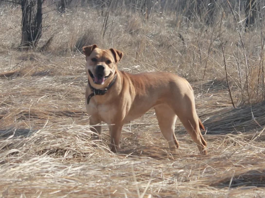 Dzhessi (Джессі), Mixed Breed (Happy Paw Dnipro)