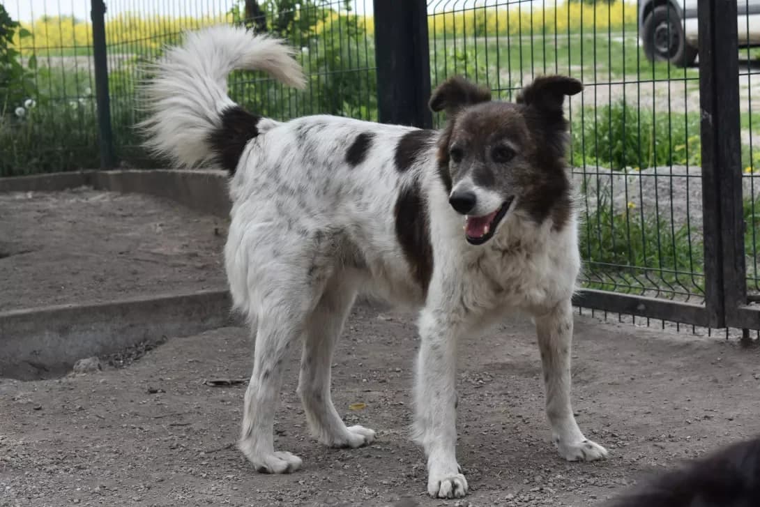 Ziza (Зіза), female senior Mixed Breed for adoption at Happy Paw Dnipro