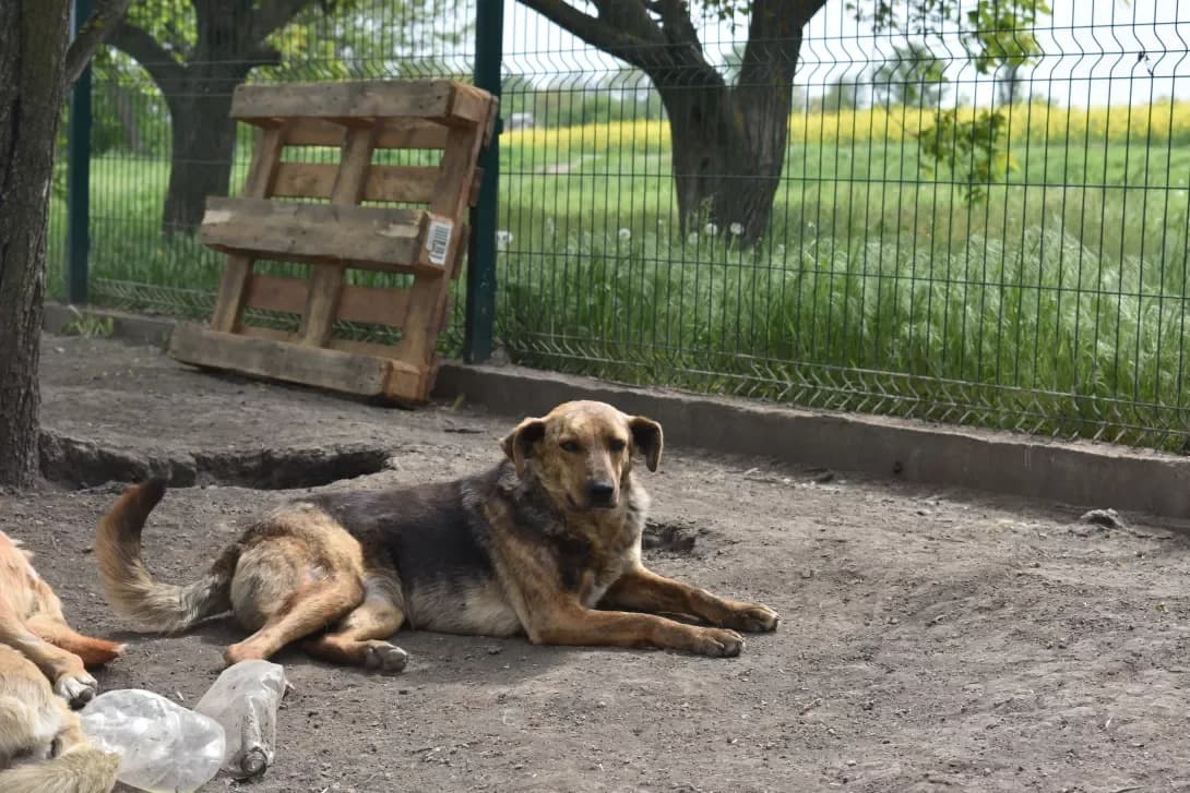 Monta (Монта), Mixed Breed (Happy Paw Dnipro)
