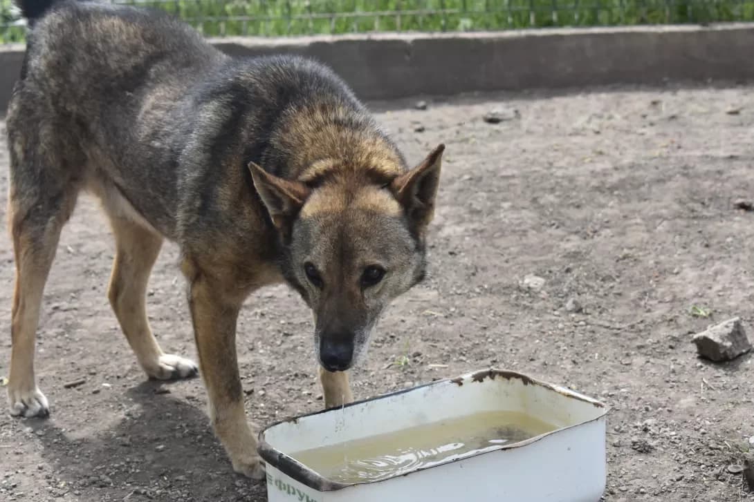 Gorniy (Горний), male senior Mixed Breed for adoption at Happy Paw Dnipro