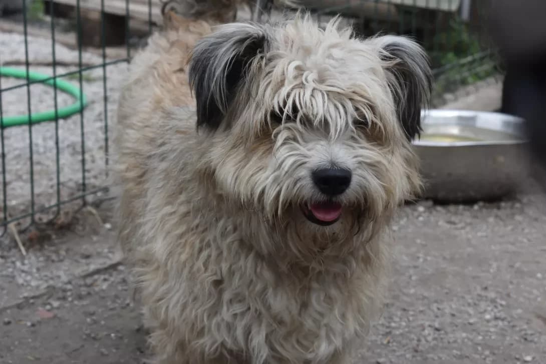 Chili (Чілі), Mixed Breed (Happy Paw Dnipro)