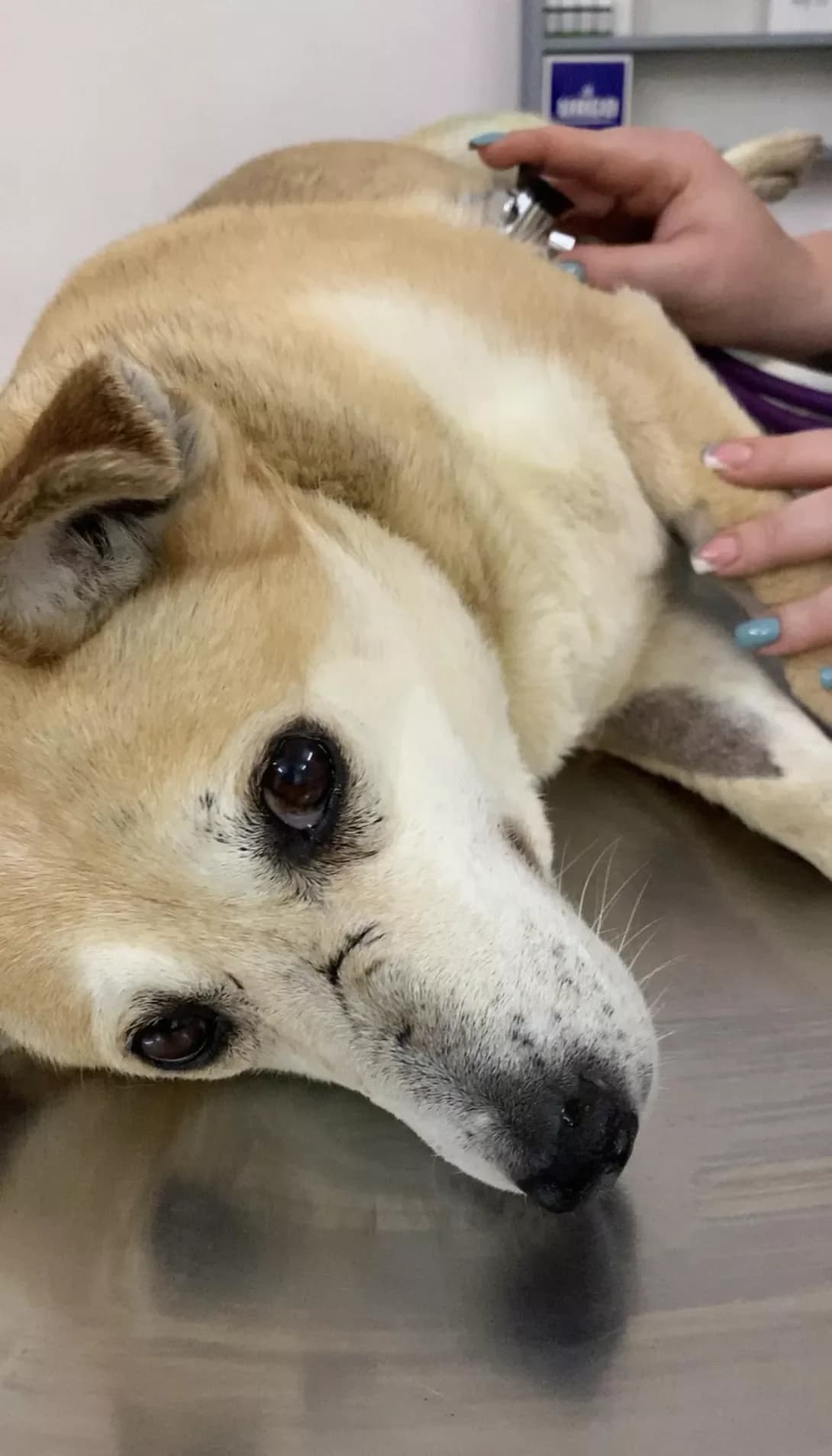 Trisha (Тріша), female senior Mixed Breed for adoption at Happy Paw Mykolaiv Oblast