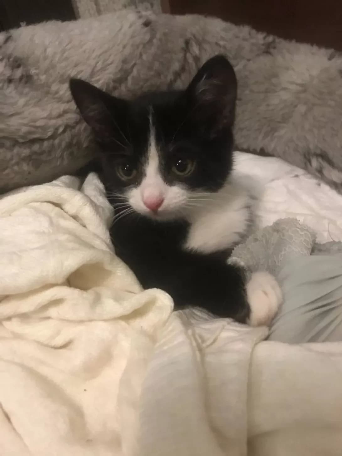 Kit (Кіт), male young Mixed Breed for adoption at Happy Paw Dnipro