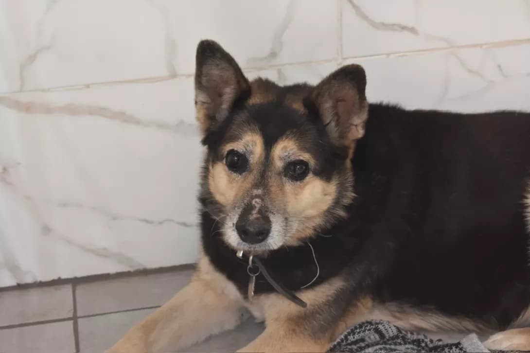 Kilya (Кіля), Mixed Breed (Happy Paw Dnipro)