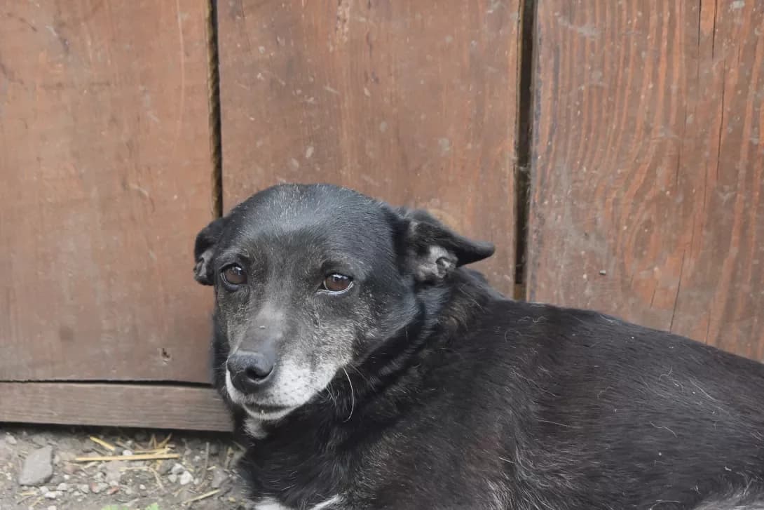 Marsina (Марсіна), Mixed Breed (Happy Paw Dnipro)