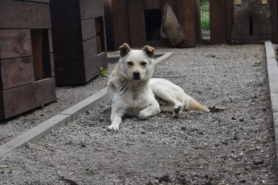 Germes (Гермес), Mixed Breed (Happy Paw Dnipro)