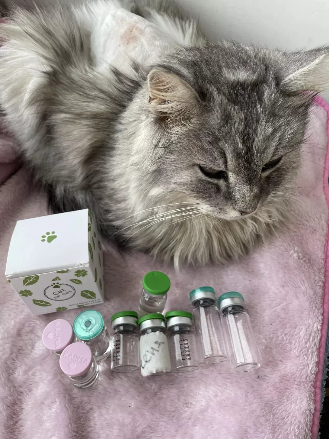 Syenya (Сєня), male 7yo Mixed Breed for adoption at Happy Paw Chernihiv Oblast