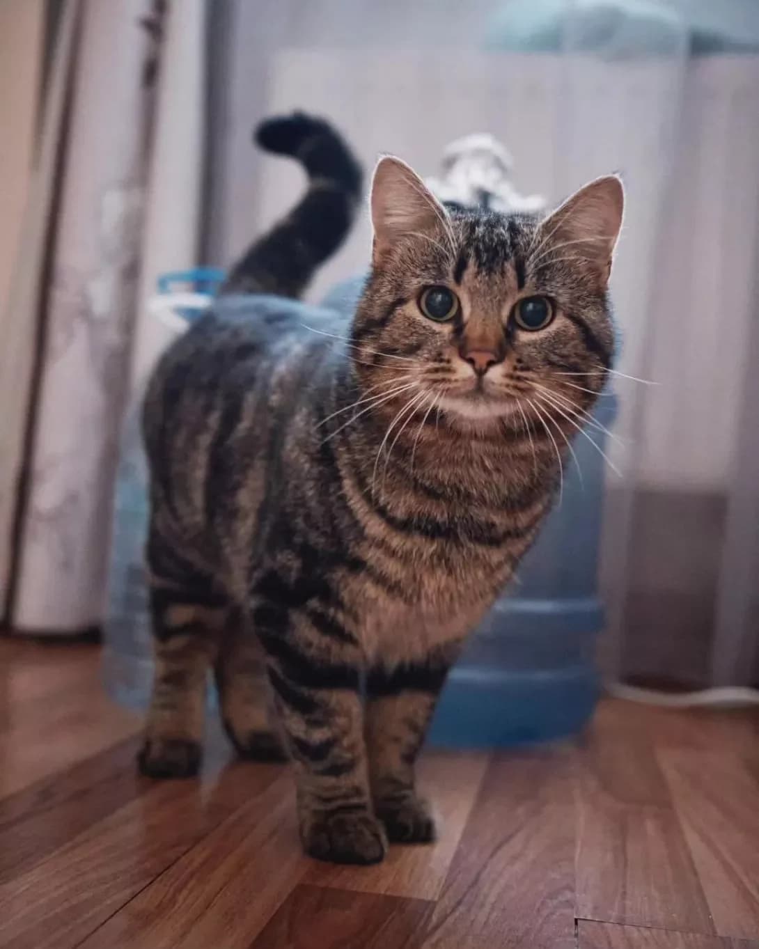 Batat (Батат), male 3yo Mixed Breed for adoption at Happy Paw Odesa