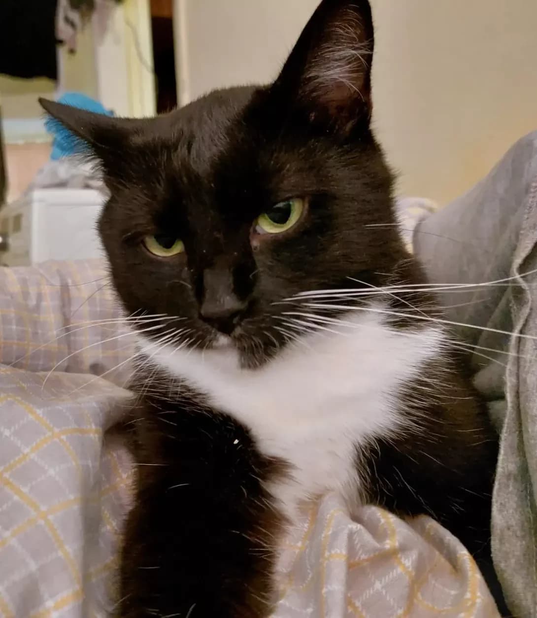 Markiyan (Маркіян), male 5yo Mixed Breed for adoption at Happy Paw Lviv