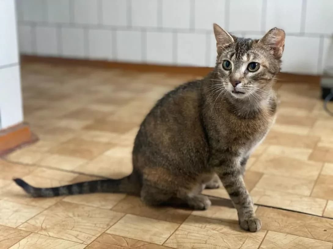 Shabriri (Шабрірі), female 4yo Mixed Breed for adoption at Happy Paw Lviv