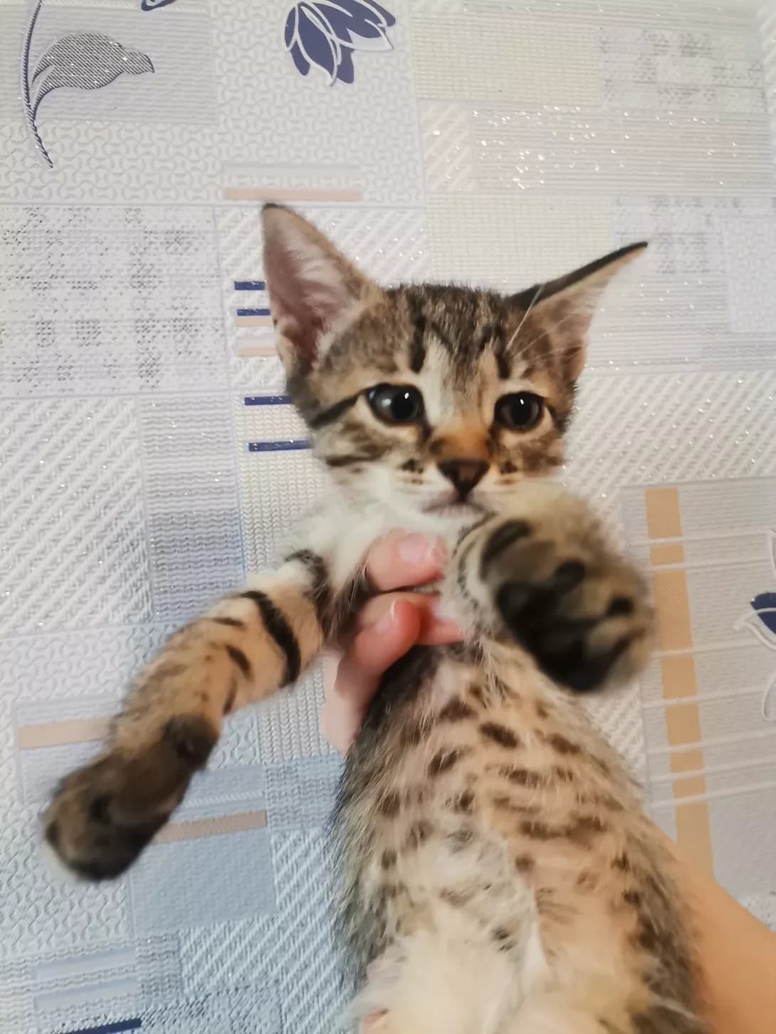 Shte nemaye (Ще немає), female young Mixed Breed for adoption at Happy Paw Sumy Oblast