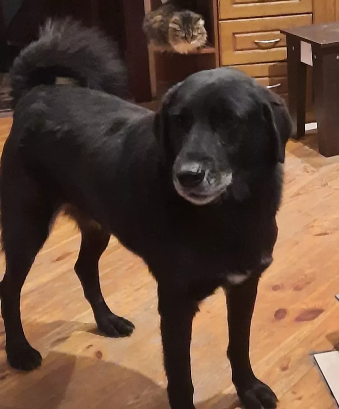 Guch (Гуч), Mixed Breed (Happy Paw Kyiv Oblast)
