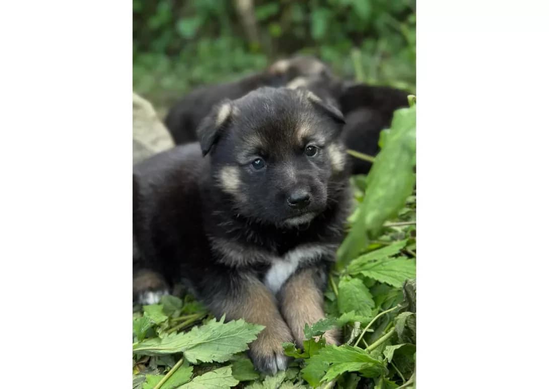 Khlopchik (Хлопчик), male young Mixed Breed for adoption at Happy Paw Lviv