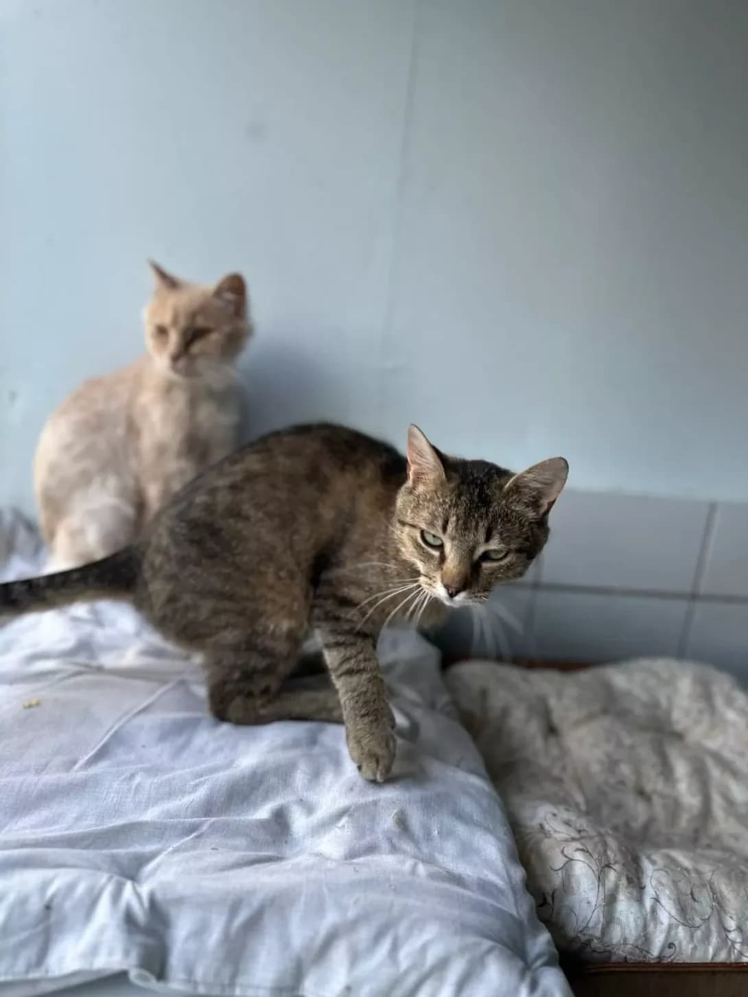 Fin (Фін), Mixed Breed (Happy Paw Kyiv Oblast)