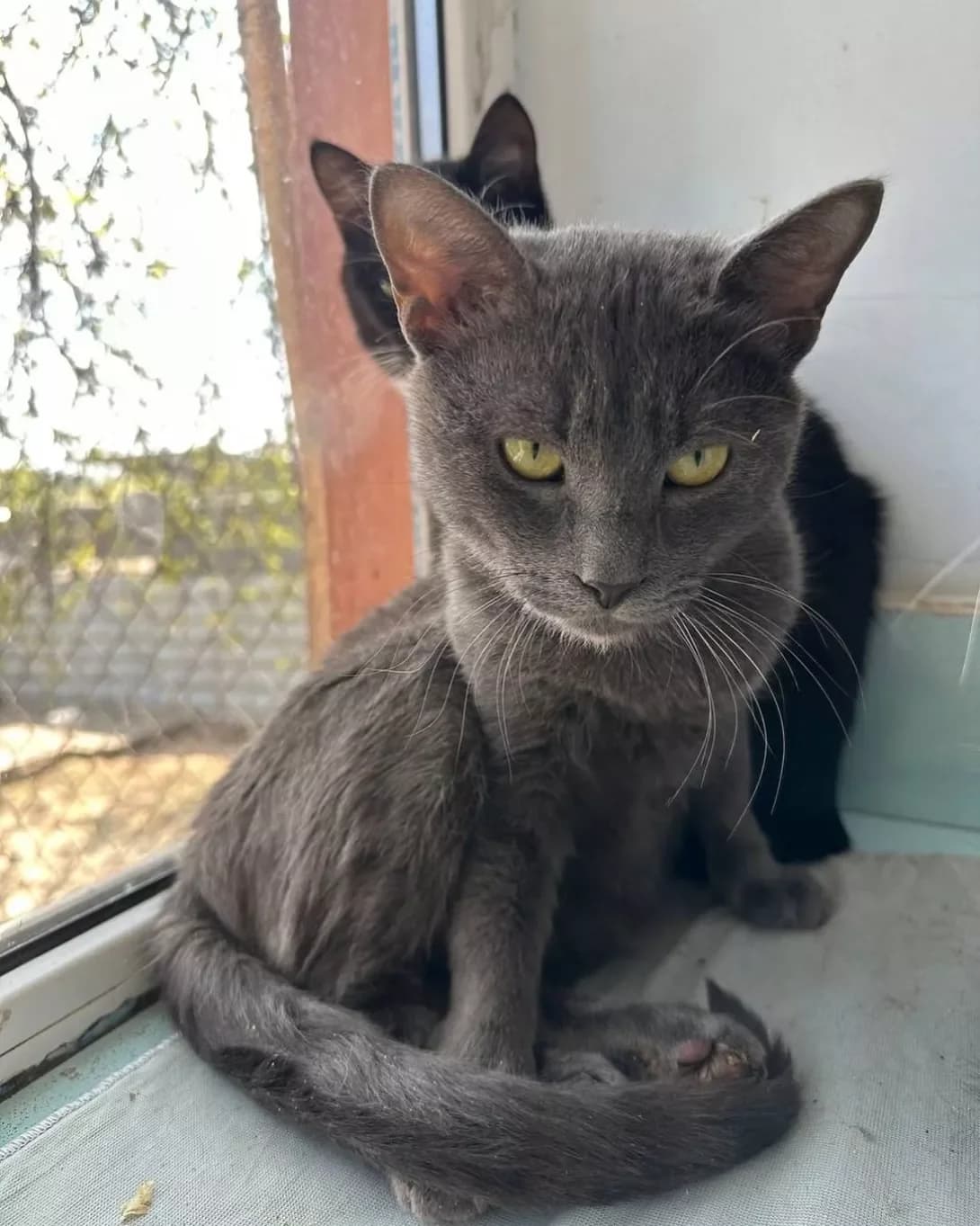 Arakhis (Арахіс), Mixed Breed (Happy Paw Kyiv Oblast)