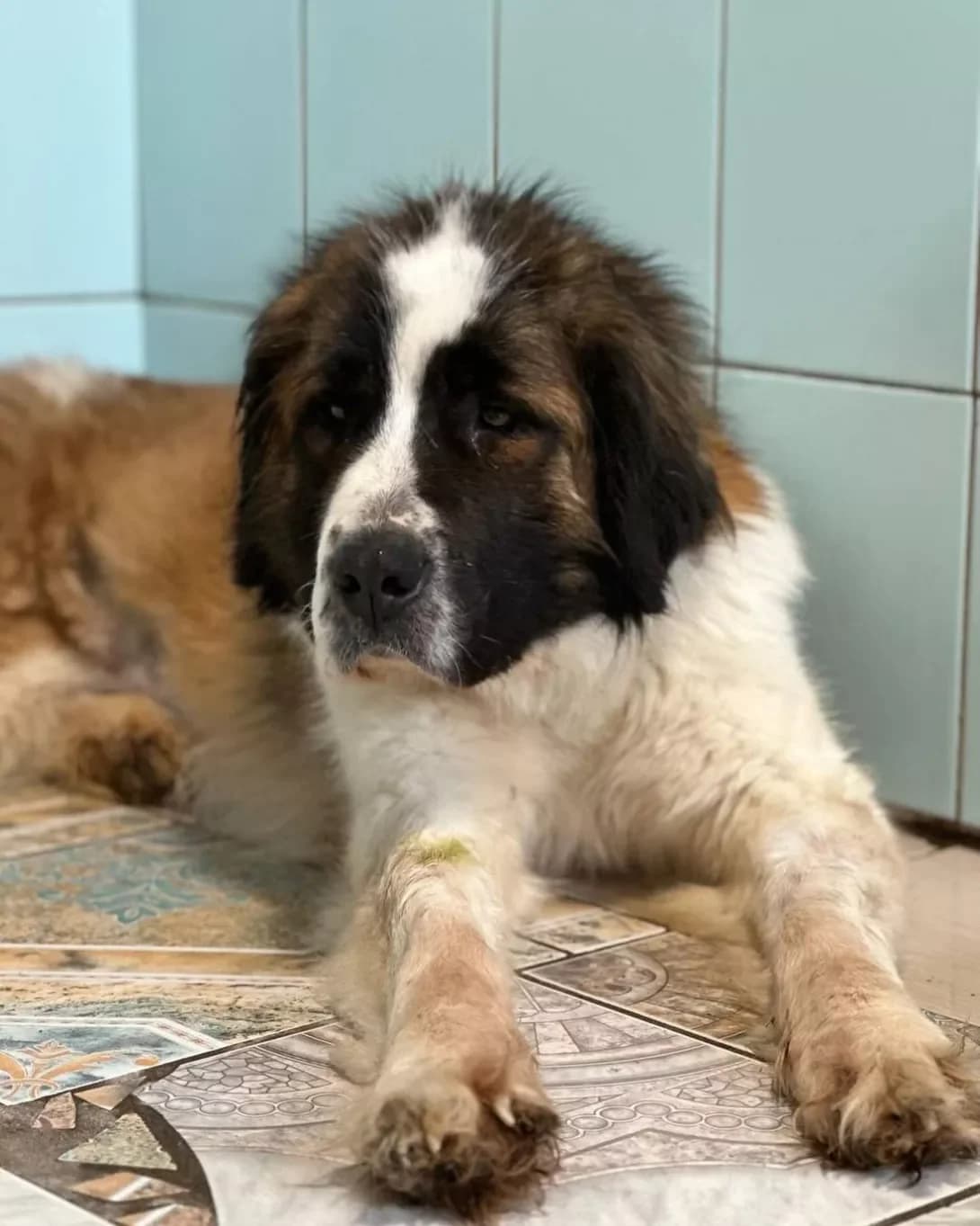 Kira (Кіра), Mixed Breed (Happy Paw Kyiv Oblast)