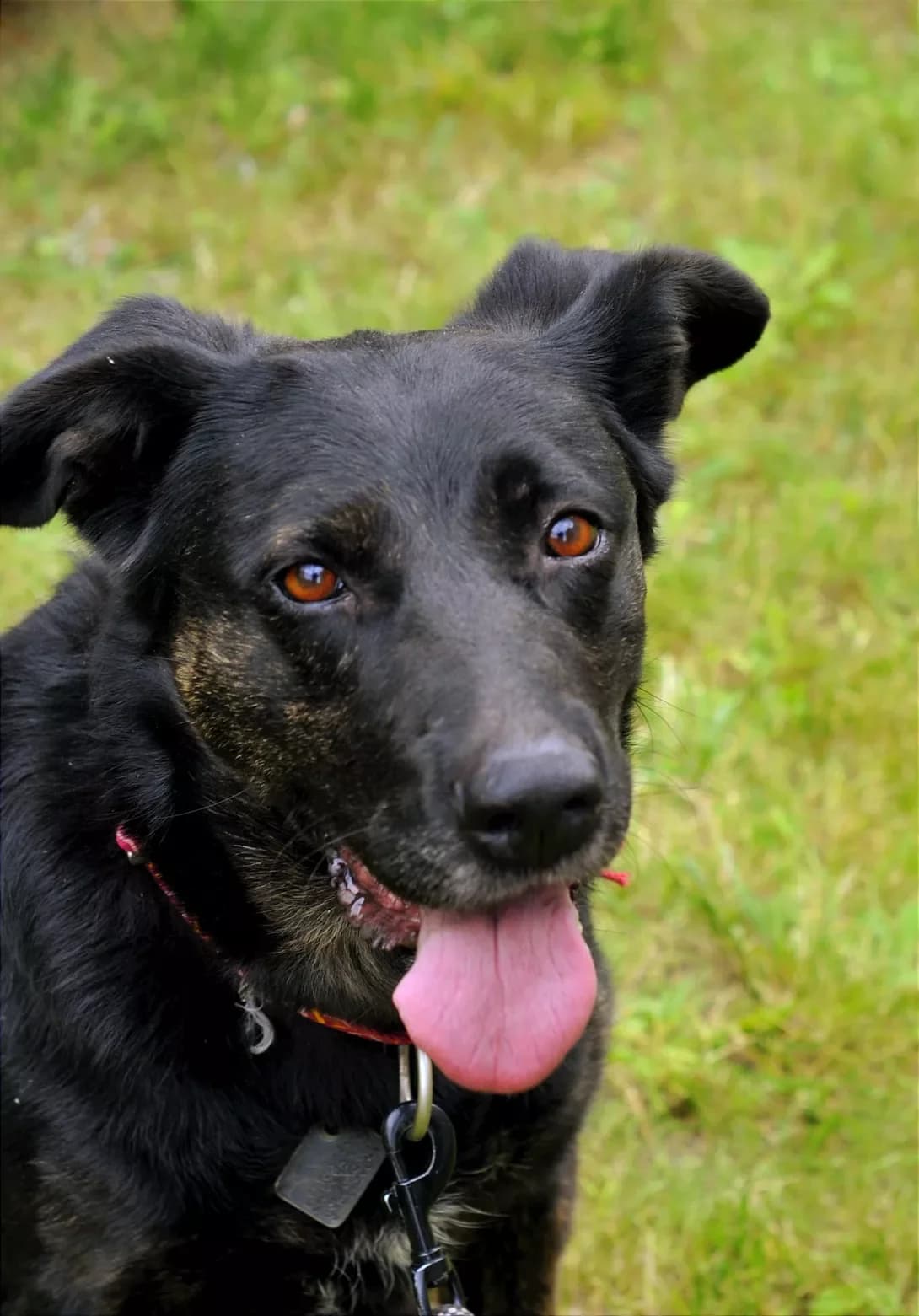 Tayra (Тайра), Mixed Breed (Happy Paw Kyiv Oblast)