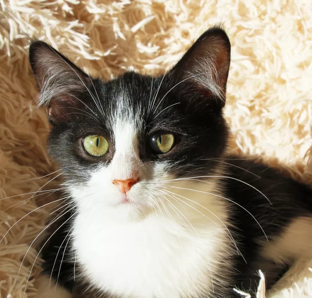 Kruz (Круз), male young Mixed Breed for adoption at Happy Paw Kyiv